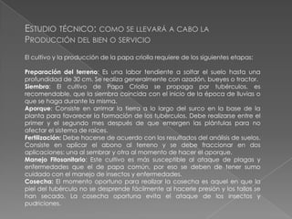 ESTUDIO TÉCNICO: COMO SE LLEVARÁ A CABO LA
PRODUCCIÓN DEL BIEN O SERVICIO

El cultivo y la producción de la papa criolla requiere de los siguientes etapas:
Preparación del terreno: Es una labor tendiente a soltar el suelo hasta una
profundidad de 30 cm. Se realiza generalmente con azadón, bueyes o tractor.
Siembra: El cultivo de Papa Criolla se propaga por tubérculos. es
recomendable, que la siembra coincida con el inicio de la época de lluvias o
que se haga durante la misma.
Aporque: Consiste en arrimar la tierra a lo largo del surco en la base de la
planta para favorecer la formación de los tubérculos. Debe realizarse entre el
primer y el segundo mes después de que emergen las plántulas para no
afectar el sistema de raíces.
Fertilización: Debe hacerse de acuerdo con los resultados del análisis de suelos.
Consiste en aplicar el abono al terreno y se debe fraccionar en dos
aplicaciones: una al sembrar y otra al momento de hacer el aporque.
Manejo Fitosanitario: Este cultivo es más susceptible al ataque de plagas y
enfermedades que el de papa común, por eso se deben de tener sumo
cuidado con el manejo de insectos y enfermedades.
Cosecha: El momento oportuno para realizar la cosecha es aquel en que la
piel del tubérculo no se desprende fácilmente al hacerle presión y los tallos se
han secado. La cosecha oportuna evita el ataque de los insectos y
pudriciones.

 