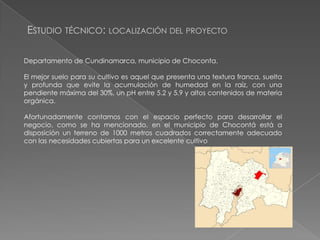 ESTUDIO TÉCNICO: LOCALIZACIÓN DEL PROYECTO
Departamento de Cundinamarca, municipio de Choconta.
El mejor suelo para su cultivo es aquel que presenta una textura franca, suelta
y profunda que evite la acumulación de humedad en la raíz, con una
pendiente máxima del 30%, un pH entre 5.2 y 5.9 y altos contenidos de materia
orgánica.
Afortunadamente contamos con el espacio perfecto para desarrollar el
negocio, como se ha mencionado, en el municipio de Chocontá está a
disposición un terreno de 1000 metros cuadrados correctamente adecuado
con las necesidades cubiertas para un excelente cultivo

 