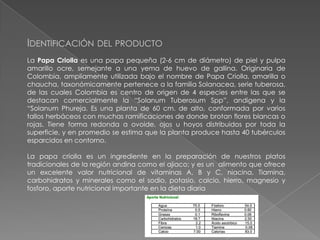 IDENTIFICACIÓN DEL PRODUCTO
La Papa Criolla es una papa pequeña (2-6 cm de diámetro) de piel y pulpa
amarillo ocre, semejante a una yema de huevo de gallina. Originaria de
Colombia, ampliamente utilizada bajo el nombre de Papa Criolla, amarilla o
chaucha, taxonómicamente pertenece a la familia Solanacea, serie tuberosa,
de las cuales Colombia es centro de origen de 4 especies entre las que se
destacan comercialmente la “Solanum Tuberosum Spp”, andigena y la
“Solanum Phureja. Es una planta de 60 cm. de alto, conformada por varios
tallos herbáceos con muchas ramificaciones de donde brotan flores blancas o
rojas. Tiene forma redonda a ovoide, ojos u hoyos distribuidos por toda la
superficie, y en promedio se estima que la planta produce hasta 40 tubérculos
esparcidos en contorno.
La papa criolla es un ingrediente en la preparación de nuestros platos
tradicionales de la región andina como el ajiaco; y es un alimento que ofrece
un excelente valor nutricional de vitaminas A, B y C, niacina, Tiamina,
carbohidratos y minerales como el sodio, potasio, calcio, hierro, magnesio y
fosforo, aporte nutricional importante en la dieta diaria

 