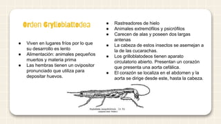 Orden Grylloblattodea ● Rastreadores de hielo
● Animales extremófilos y psicrófilos
● Carecen de alas y poseen dos largas
antenas
● La cabeza de estos insectos se asemejan a
la de las cucarachas.
● Los grilloblatodeos tienen aparato
circulatorio abierto. Presentan un corazón
que presenta una aorta cefálica.
● El corazón se localiza en el abdomen y la
aorta se dirige desde este, hasta la cabeza.
● Viven en lugares fríos por lo que
su desarrollo es lento
● Alimentación: animales pequeños
muertos y materia prima
● Las hembras tienen un ovipositor
pronunciado que utiliza para
depositar huevos.
 