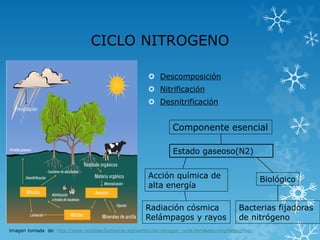 CICLO NITROGENO
 Descomposición
 Nitrificación
 Desnitrificación

Componente esencial
Estado gaseoso(N2)
Acción química de
alta energía

Biológico

Radiación cósmica
Relámpagos y rayos

Bacterias fijadoras
de nitrógeno

Imagen tomada de: http://www.windows2universe.org/earth/Life/nitrogen_cycle.html&edu=high&lang=sp

 