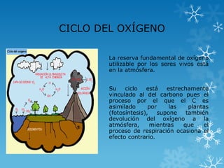CICLO DEL OXÍGENO
La reserva fundamental de oxígeno
utilizable por los seres vivos está
en la atmósfera.
Su
ciclo
está
estrechamente
vinculado al del carbono pues el
proceso por el que el C es
asimilado
por
las
plantas
(fotosíntesis),
supone
también
devolución del oxígeno a la
atmósfera,
mientras
que
el
proceso de respiración ocasiona el
efecto contrario.

 