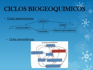CICLOS BIOGEOQUIMICOS
• Ciclos sedimentarios

planta
suelo

consumidor
mantillo

• Ciclos atmosféricos

descomponedores

 