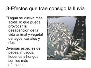 3-Efectos que trae consigo la lluvia
El agua se vuelve más
  ácida, lo que puede
  provocar la
  desaparición de la
  vida animal y vegetal
  de lagos, canales y
  ríos.
Diversas especies de
 peces, musgos,
 líquenes y hongos
 son los más
 afectados.
 