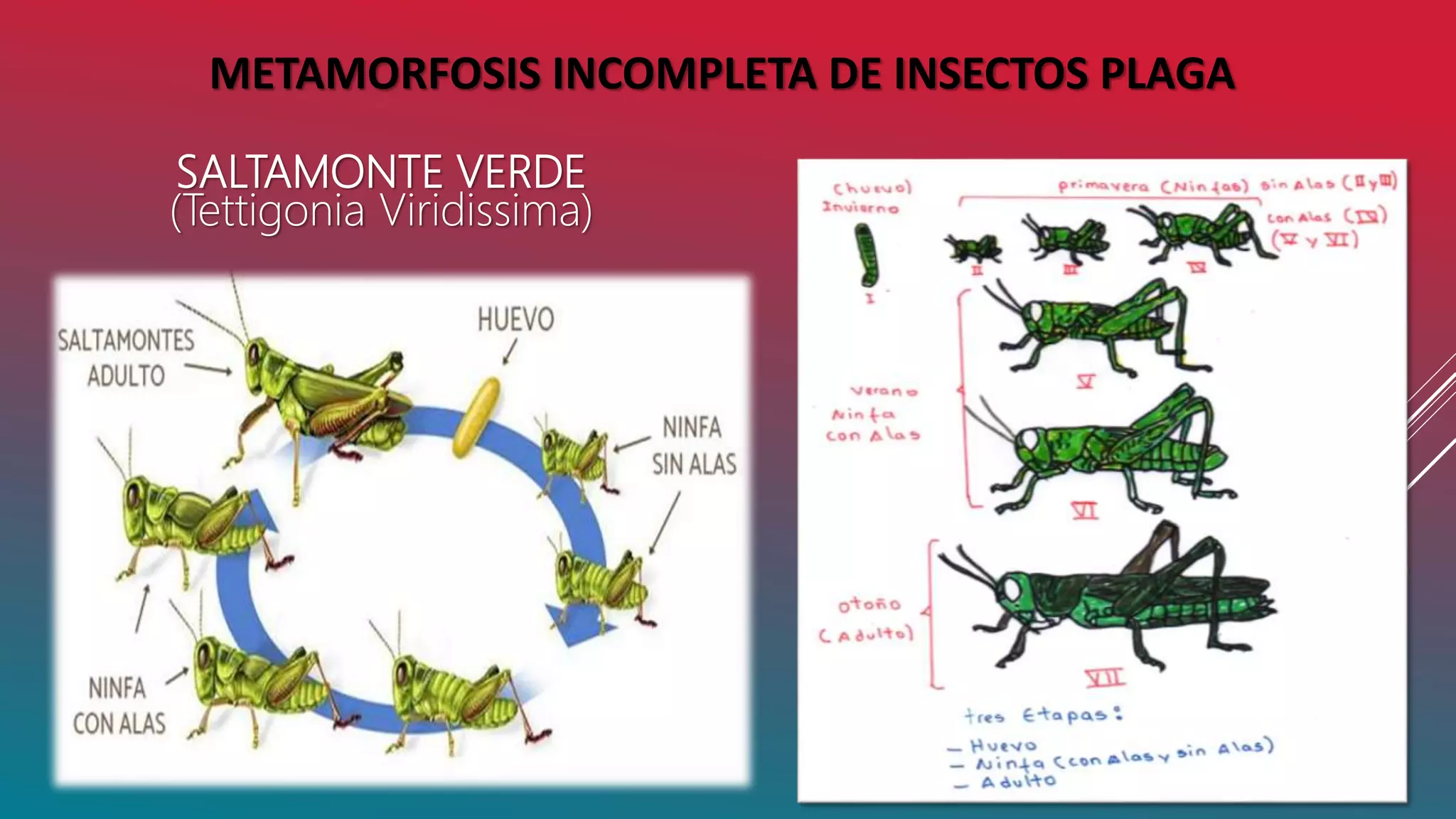 GRUPO 1 METAMORFOSIS INCOMPLETA.pptx