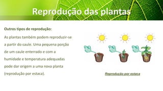 Reprodução das plantas
Outros tipos de reprodução:
As plantas também podem reproduzir-se
a partir do caule. Uma pequena porção
de um caule enterrado e com a
humidade e temperatura adequadas
pode dar origem a uma nova planta
(reprodução por estaca). Reprodução por estaca
 