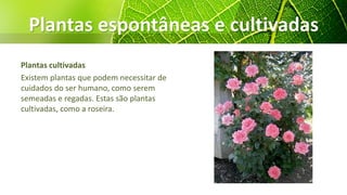 Plantas espontâneas e cultivadas
Plantas cultivadas
Existem plantas que podem necessitar de
cuidados do ser humano, como serem
semeadas e regadas. Estas são plantas
cultivadas, como a roseira.
 