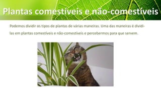 Plantas comestíveis e não-comestíveis
Podemos dividir os tipos de plantas de várias maneiras. Uma das maneiras é dividi-
las em plantas comestíveis e não-comestíveis e percebermos para que servem.
 