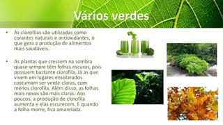 Vários verdes
• As clorofilas são utilizadas como
corantes naturais e antioxidantes, o
que gera a produção de alimentos
mais saudáveis.
• As plantas que crescem na sombra
quase sempre têm folhas escuras, pois
possuem bastante clorofila. Já as que
vivem em lugares ensolarados
costumam ser verde-claras, com
menos clorofila. Além disso, as folhas
mais novas são mais claras. Aos
poucos, a produção de clorofila
aumenta e elas escurecem. E quando
a folha morre, fica amarelada.
 