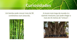 Curiosidades
Um bambu pode crescer mais de 90
centímetros num único dia.
A árvore mais larga do mundo é o
cipreste mexicano, que pode chegar a
mais de 35 metros de “cintura”.
 
