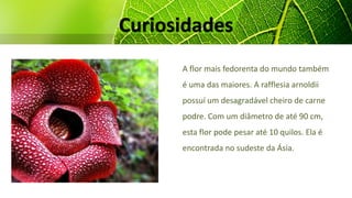 Curiosidades
A flor mais fedorenta do mundo também
é uma das maiores. A rafflesia arnoldii
possuí um desagradável cheiro de carne
podre. Com um diâmetro de até 90 cm,
esta flor pode pesar até 10 quilos. Ela é
encontrada no sudeste da Ásia.
 