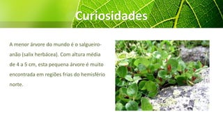 Curiosidades
A menor árvore do mundo é o salgueiro-
anão (salix herbácea). Com altura média
de 4 a 5 cm, esta pequena árvore é muito
encontrada em regiões frias do hemisfério
norte.
 