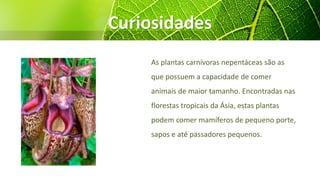 Curiosidades
As plantas carnívoras nepentáceas são as
que possuem a capacidade de comer
animais de maior tamanho. Encontradas nas
florestas tropicais da Ásia, estas plantas
podem comer mamíferos de pequeno porte,
sapos e até passadores pequenos.
 