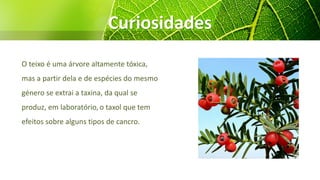 Curiosidades
O teixo é uma árvore altamente tóxica,
mas a partir dela e de espécies do mesmo
género se extrai a taxina, da qual se
produz, em laboratório, o taxol que tem
efeitos sobre alguns tipos de cancro.
 