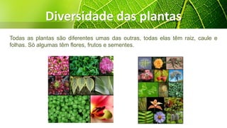 Diversidade das plantas
Todas as plantas são diferentes umas das outras, todas elas têm raiz, caule e
folhas. Só algumas têm flores, frutos e sementes.
 