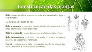 Constituição das plantas
Raiz – serve para fixar a planta ao solo, absorvendo dela água e
sais minerais.
Existem vários tipos de raiz:
Raiz aprumada – tem uma raiz principal mais desenvolvida de
onde saem outras mais pequenas.
Raiz fasciculada – é constituída por um feixe de raízes finas.
Raiz tuberculosa – é uma raiz onde a planta armazena
reservas de substâncias nutritivas.
Flores – responsáveis pela reprodução. As flores podem ter
cores, perfumes e formas muito diferentes.
 