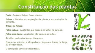 Constituição das plantas
Caule - Sustenta folhas, flores e frutos.
Folhas - Participa da respiração da planta e da produção de
alimento.
2 tipos de folhas:
Folha caduca - As plantas que perdem as folhas no outono.
Folha persistente - As plantas não perdem as folhas.
As folhas podem ter formas diferentes:
Podem ser estreitas e alongadas ou largas em forma de lança
ou arredondadas.
O corte pode ser liso ou recortadas.
 