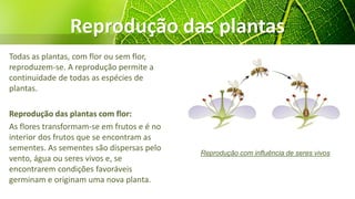 Todas as plantas, com flor ou sem flor,
reproduzem-se. A reprodução permite a
continuidade de todas as espécies de
plantas.
Reprodução das plantas com flor:
As flores transformam-se em frutos e é no
interior dos frutos que se encontram as
sementes. As sementes são dispersas pelo
vento, água ou seres vivos e, se
encontrarem condições favoráveis
germinam e originam uma nova planta.
Reprodução com influência de seres vivos
Reprodução das plantas
 