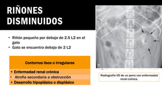 Radiografía sistema urinario SEGUNDO PARCIAL.pdf
