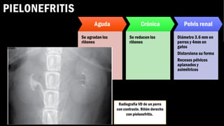 Radiografía sistema urinario SEGUNDO PARCIAL.pdf
