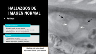 Radiografía sistema urinario SEGUNDO PARCIAL.pdf