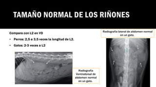 Radiografía sistema urinario SEGUNDO PARCIAL.pdf