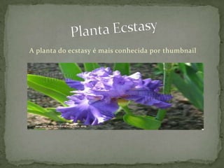 Planta EcstasyA planta do ecstasy é mais conhecida por thumbnail