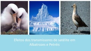 Efeitos dos transmissores de satélite em
Albatrozes e Petréis
 