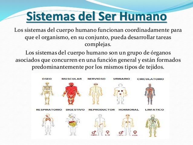 Estructura Biológica y Funcional del Ser Humano