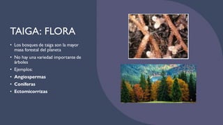 TAIGA: FLORA
• Los bosques de taiga son la mayor
masa forestal del planeta
• No hay una variedad importante de
árboles
• Ejemplos:
• Angiospermas
• Coníferas
• Ectomicorrizas
 