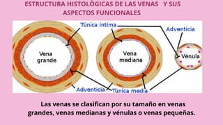 GRUPO 2 HISTOLOGIA DE LOS VASOS SANGUINEOS SISTEMA LINFATICO Y grupo-2-histologia-de-los-vasos-sanguineos-sistema-linfatico-y