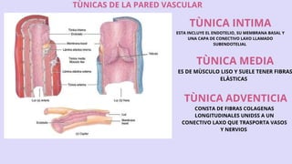 GRUPO #2. HISTOLOGIA DE LOS VASOS SANGUINEOS, SISTEMA LINFATICO Y ...