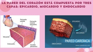 GRUPO #2. HISTOLOGIA DE LOS VASOS SANGUINEOS, SISTEMA LINFATICO Y ...
