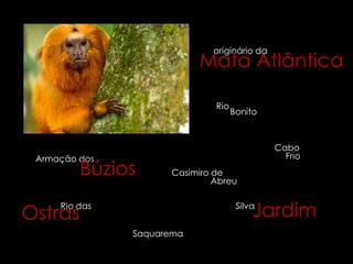 originário da
                           Mata Atlântica

                              Rio
                                    Bonito



                                             Cabo
 Armação dos                                   Frio
         Búzios      Casimiro de
                              Abreu



Ostras
     Rio das
                                         Jardim
                                     Silva


               Saquarema
 