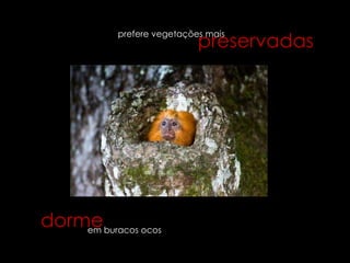 preservadas
          prefere vegetações mais




dormeburacos ocos
    em
 
