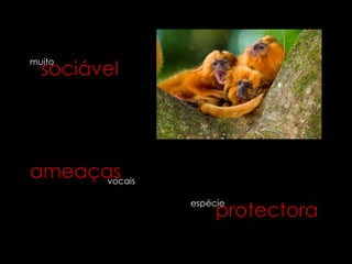 sociável
muito




ameaças
      vocais


                    protectora
               espécie
 