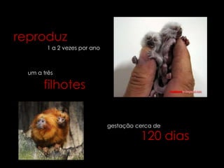 reproduz
         1 a 2 vezes por ano



  um a três

       filhotes


                               gestação cerca de

                                         120 dias
 