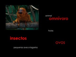 animal
                               omnívoro

                              frutas



insectos
                                       ovos
 pequenas aves e lagartos
 