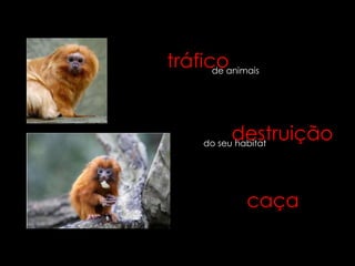 tráficoanimais
      de




           destruição
     do seu habitat




              caça
 