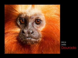 Mico
Leão
Dourado
 