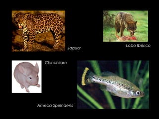 Lobo Ibérico
                Jaguar


   Chinchilam




Ameca Spelndens
 