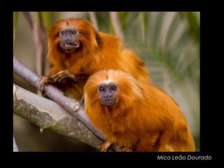 Mico Leão Dourado
 