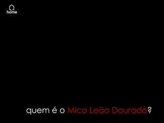 quem é o Mico Leão Dourado?
 