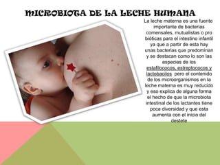 MICROBIOTA DE LA LECHE HUMANA
                    La leche materna es una fuente
                          importante de bacterias
                     comensales, mutualistas o pro
                    bióticas para el intestino infantil
                        ya que a partir de esta hay
                    unas bacterias que predominan
                     y se destacan como lo son las
                              especies de los
                      estafilococos, estreptococos y
                     lactobacilos pero el contenido
                      de los microorganismos en la
                    leche materna es muy reducido
                      y eso explica de alguna forma
                      el hecho de que la microbiota
                     intestinal de los lactantes tiene
                        poca diversidad y que esta
                         aumenta con el inicio del
                                  destete
 