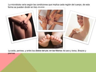 La microbiota varía según las condiciones que implica cada región del cuerpo, de esta
forma se pueden dividir en tres grupos:




La axila, perineo, y entre los dedos del pie, en las Manos, la cara y torso, Brazos y
piernas
 