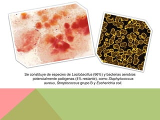 Se constituye de especies de Lactobacillus (96%) y bacterias aerobias
     potencialmente patógenas (4% restante), como Staphylococcus
            aureus, Streptococcus grupo B y Escherichia coli.
 