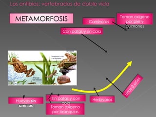 METAMORFOSIS Con patas y sin cola Toman oxígeno por branquias Sin patas y con cola Toman oxígeno por piel y pulmones Unos 3 años Herbívoros Carnívoros Huevos  sin   amnios 