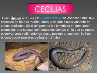 *  Orden  Ápodos  o cecilias  (lat.  Gymnophiona , se conocen unas 163 especies en todo el mundo, aunque se dan exclusivamente en zonas tropicales. Se distinguen de las lombrices en que tienen esqueleto, una cabeza con peque ñ os dientes en la que se puede observar unos rudimentarios ojos y poseen un pulm ó n. Se han encontrado ejemplares de hasta 1,5 mts) CECILIAS 