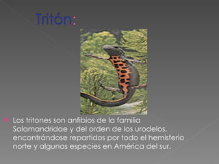 Los tritones son anfibios de la familia Salamandridae y del orden de los urodelos, encontrándose repartidos por todo el hemisferio norte y algunas especies en América del sur. 