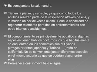 Es semejante a la salamandra. Tienen la piel muy sensible, ya que como todos los anfibios realizan parte de la respiración atreves de ella, y la mudan un par de veces al año. Tiene la capacidad de regenerar miembros perdidos en enfrentamientos con otros tritones o accidentes. El comportamiento es principalmente acuático y algunas especies tienen hábitos nocturnos.los que habitualmente se encuentran en los comercios son el Cynops pirrogaster (tritón japonés) y Taricha  (tritón de california). No es conveniente juntar diferentes especies en el mismo acuario ya que se podrían atacar entre ellas.  Permanece casi inmóvil bajo el agua. 